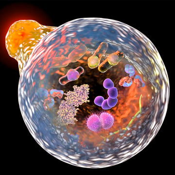 Autophagy: A Key Mechanism for Cellular Health